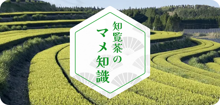 知覧茶のマメ知識