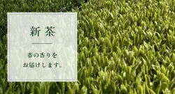 新茶