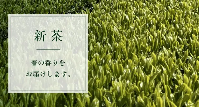 新茶